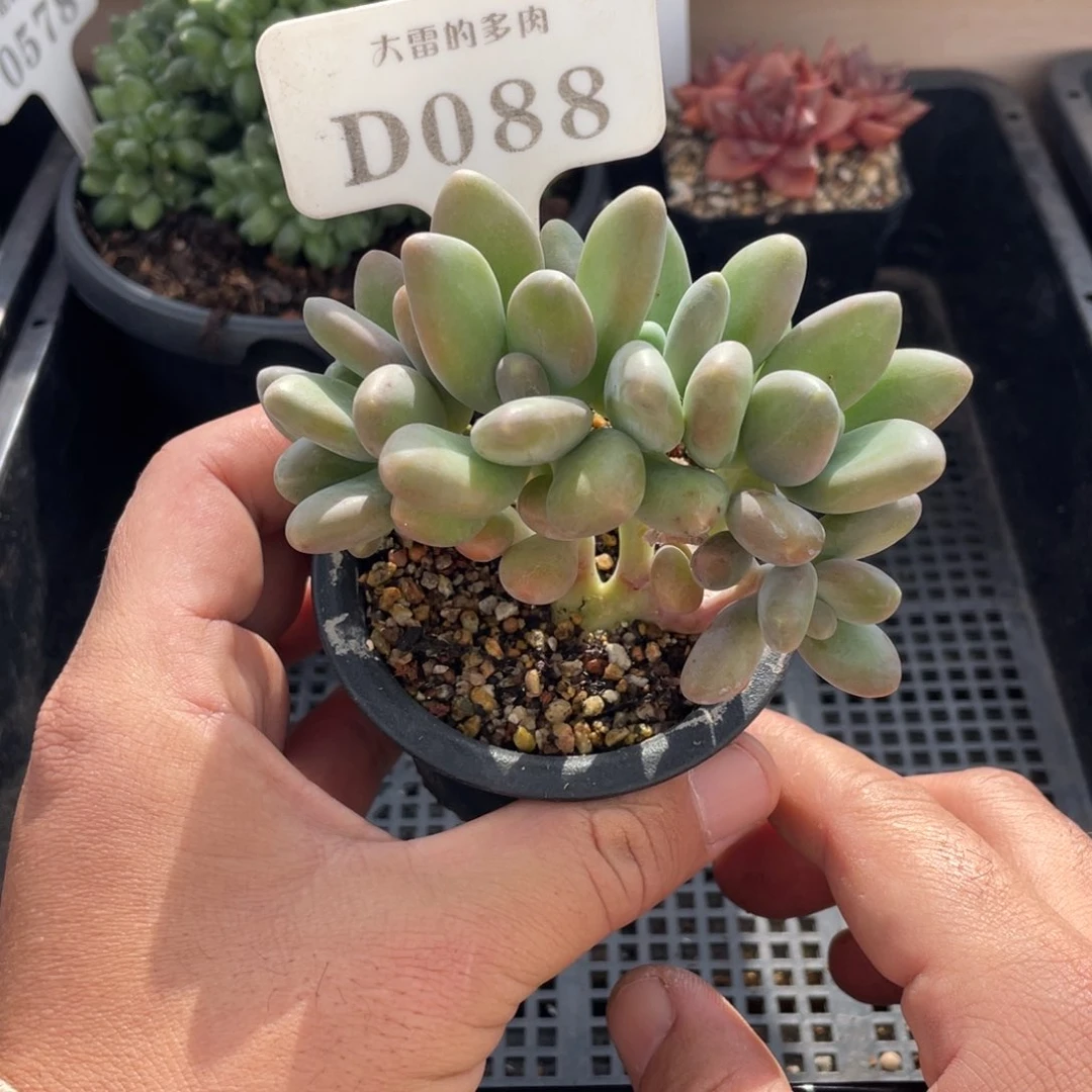 088金蝉不带盆9厘米