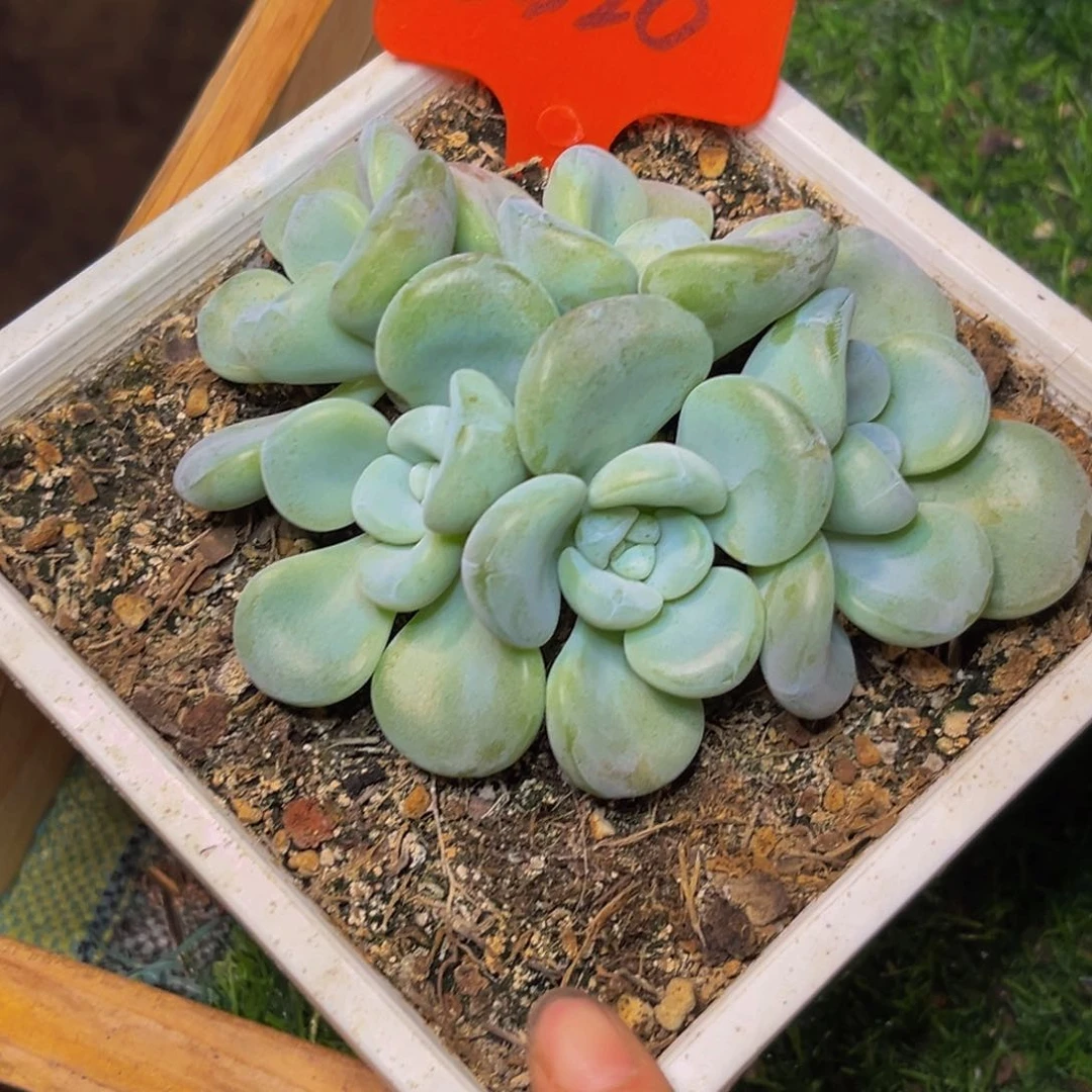 2320下午多肉植物群生