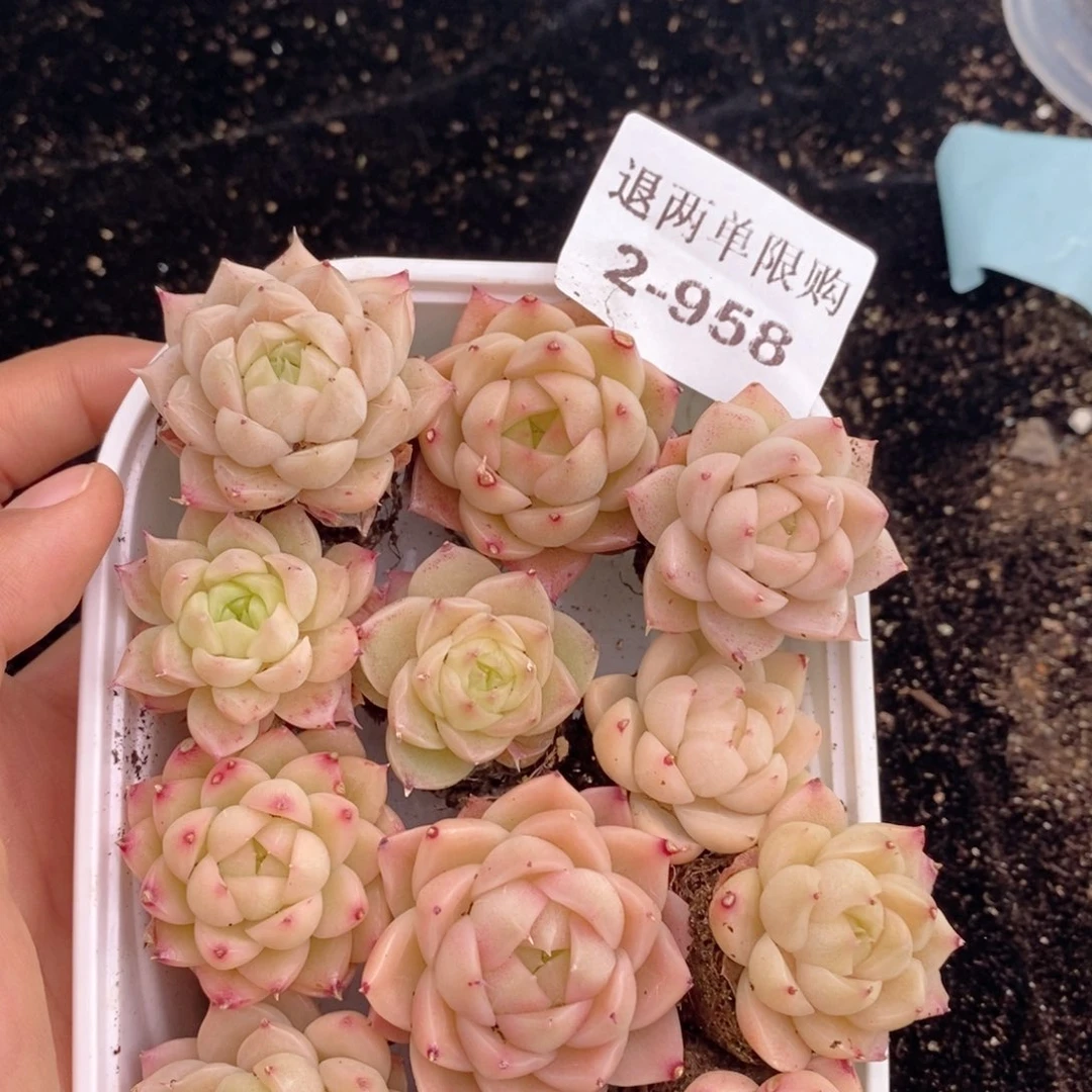 2-958新疆西藏内蒙不发其他12.8包邮两到三公分多肉