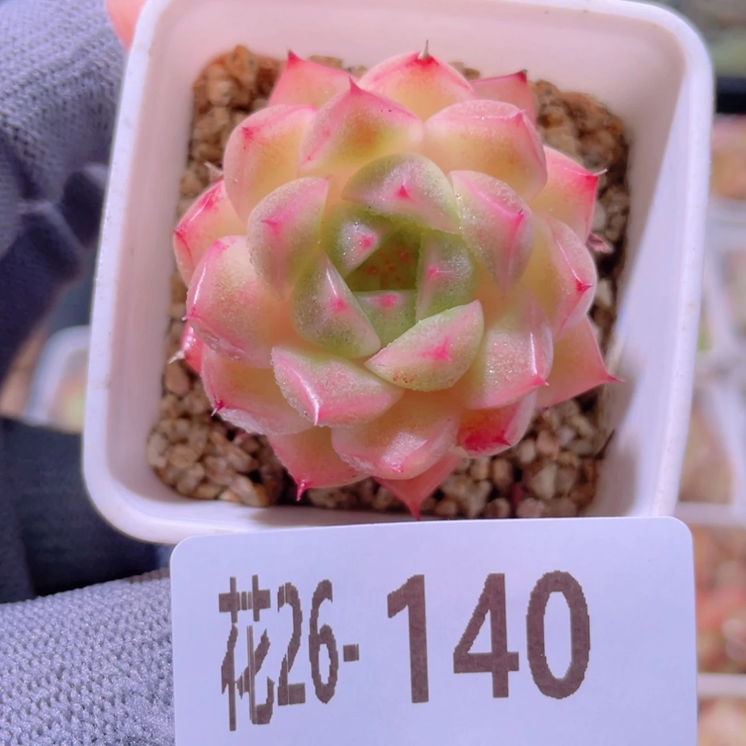 花利美26-140海王