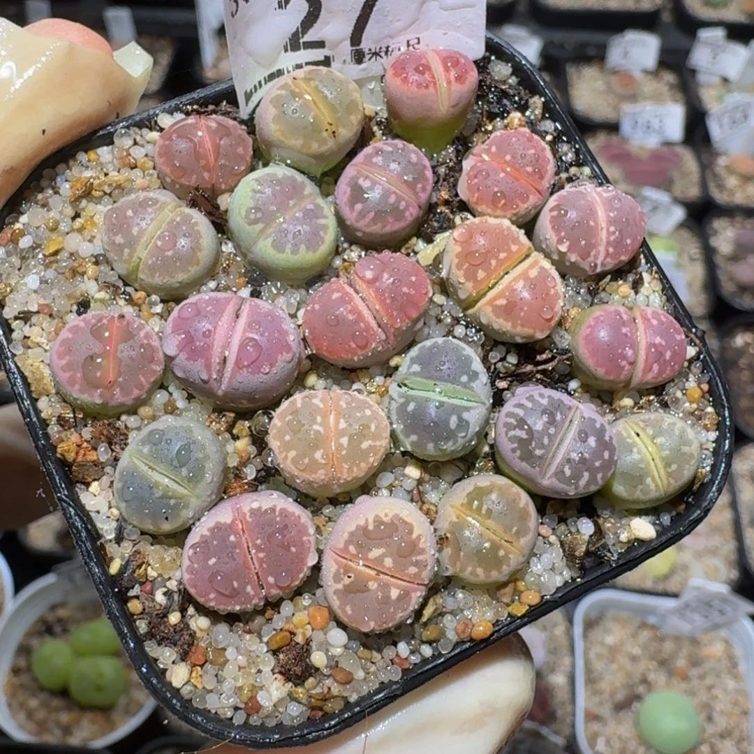 Zzzz精品生石花27