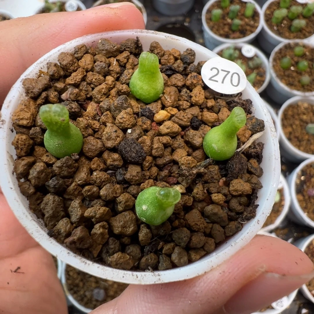 小葫芦一颗脱土27000