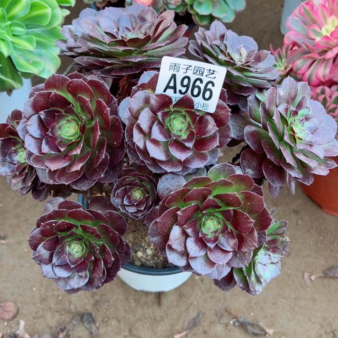 966黑珍珠尺寸20左右