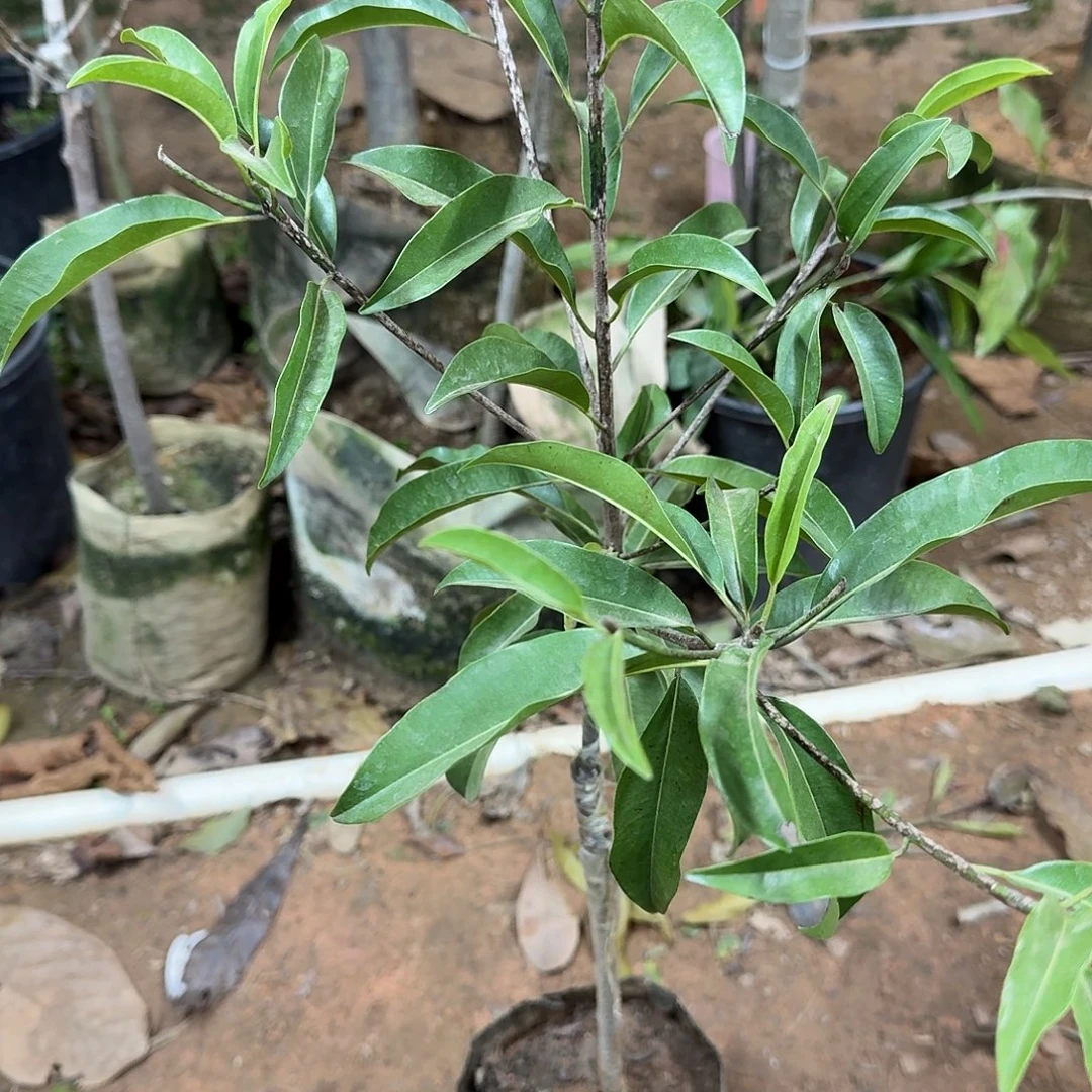 夕***颜当前无花栽培后可以开花墨西哥