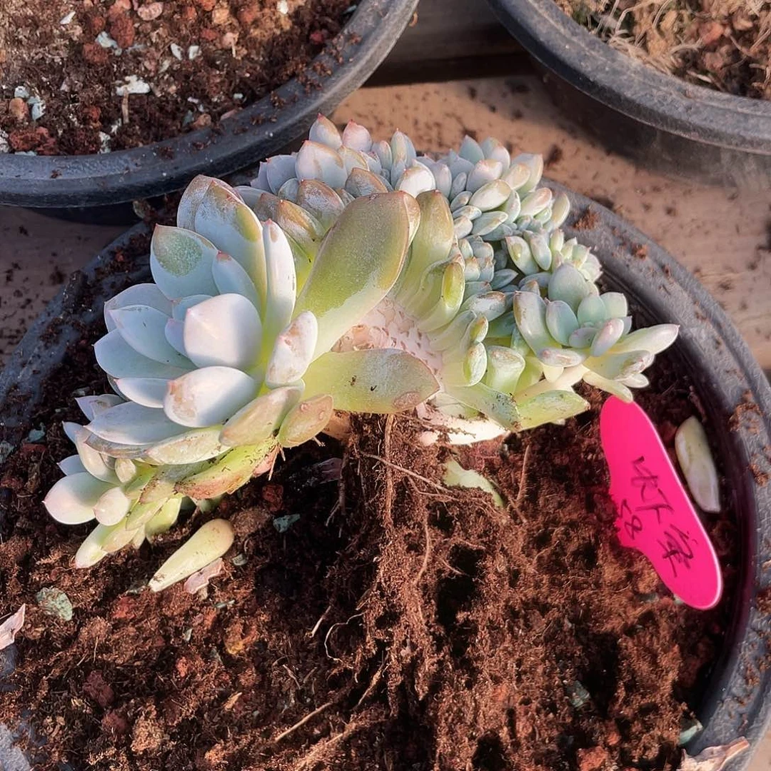 虾***薯石榴子星影缀化一个发货