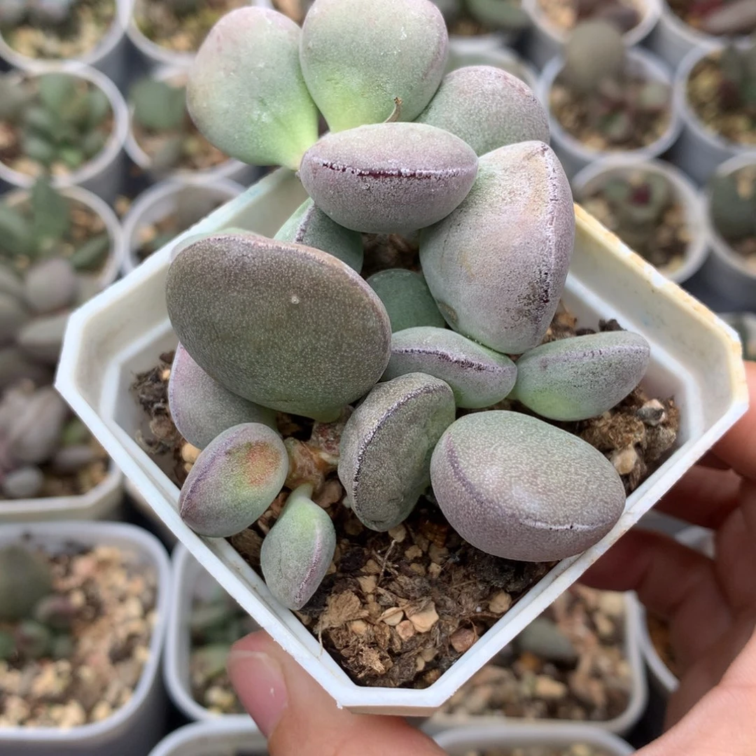 球球紫蛋 一物一拍