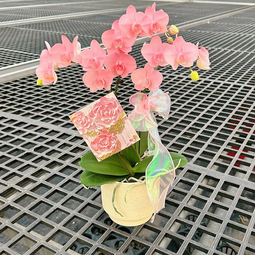 【水蜜桃组盆】（粉色）蝴蝶兰花卉活体高端喷色马卡龙稀缺色