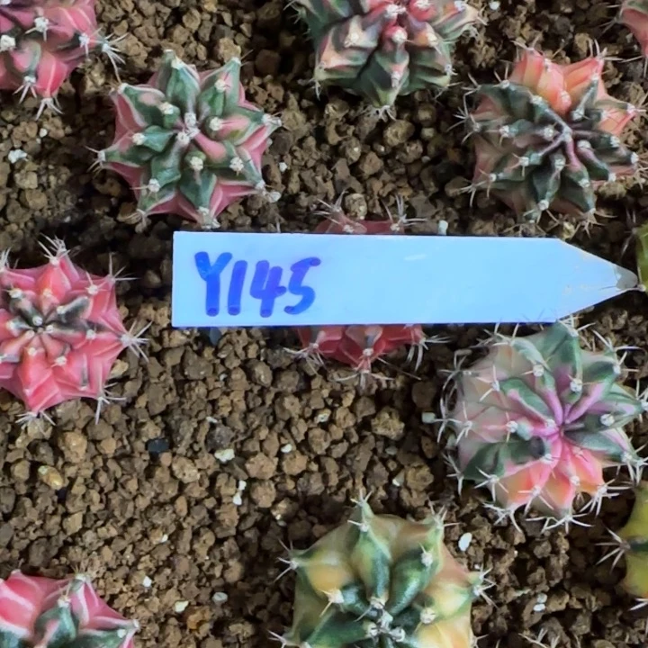 145-0119泰国发货多肉下播福利