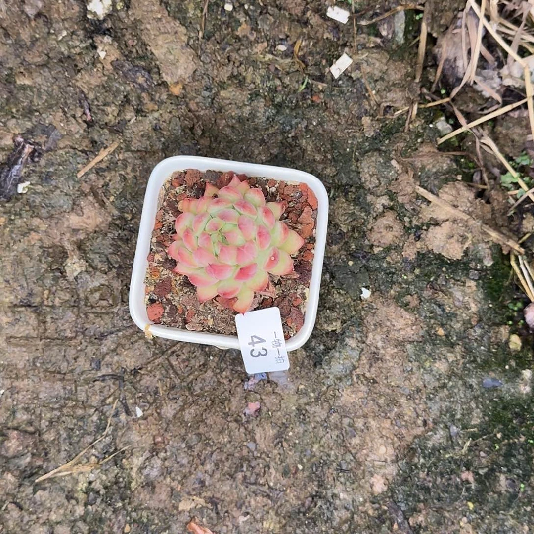 又****天43号 一物一拍