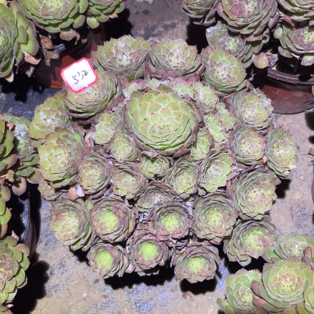532多肉植物红魔法师