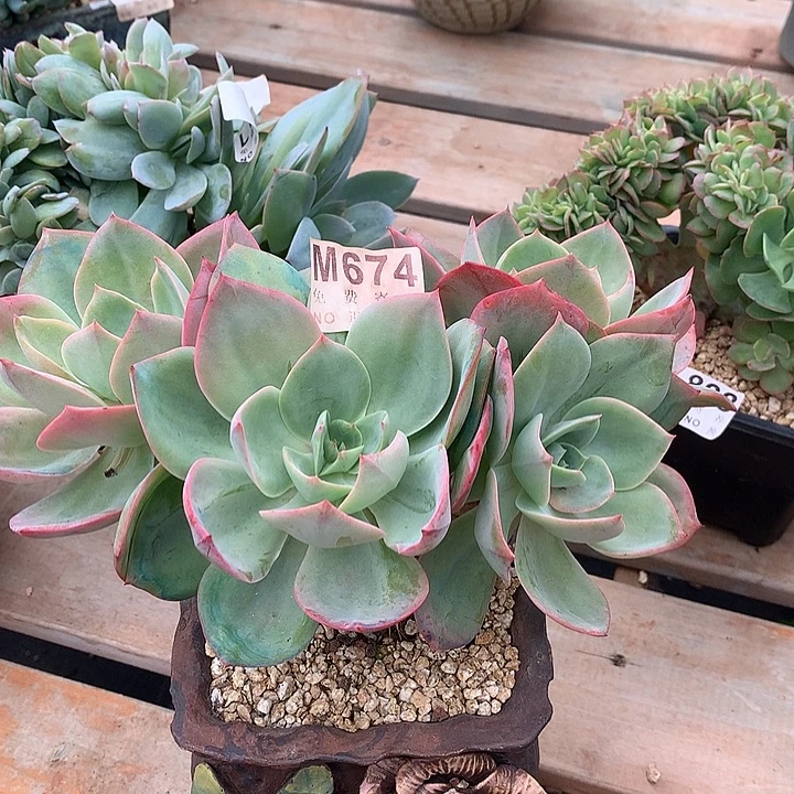 霞光老桩  非偏远38包邮 节后发