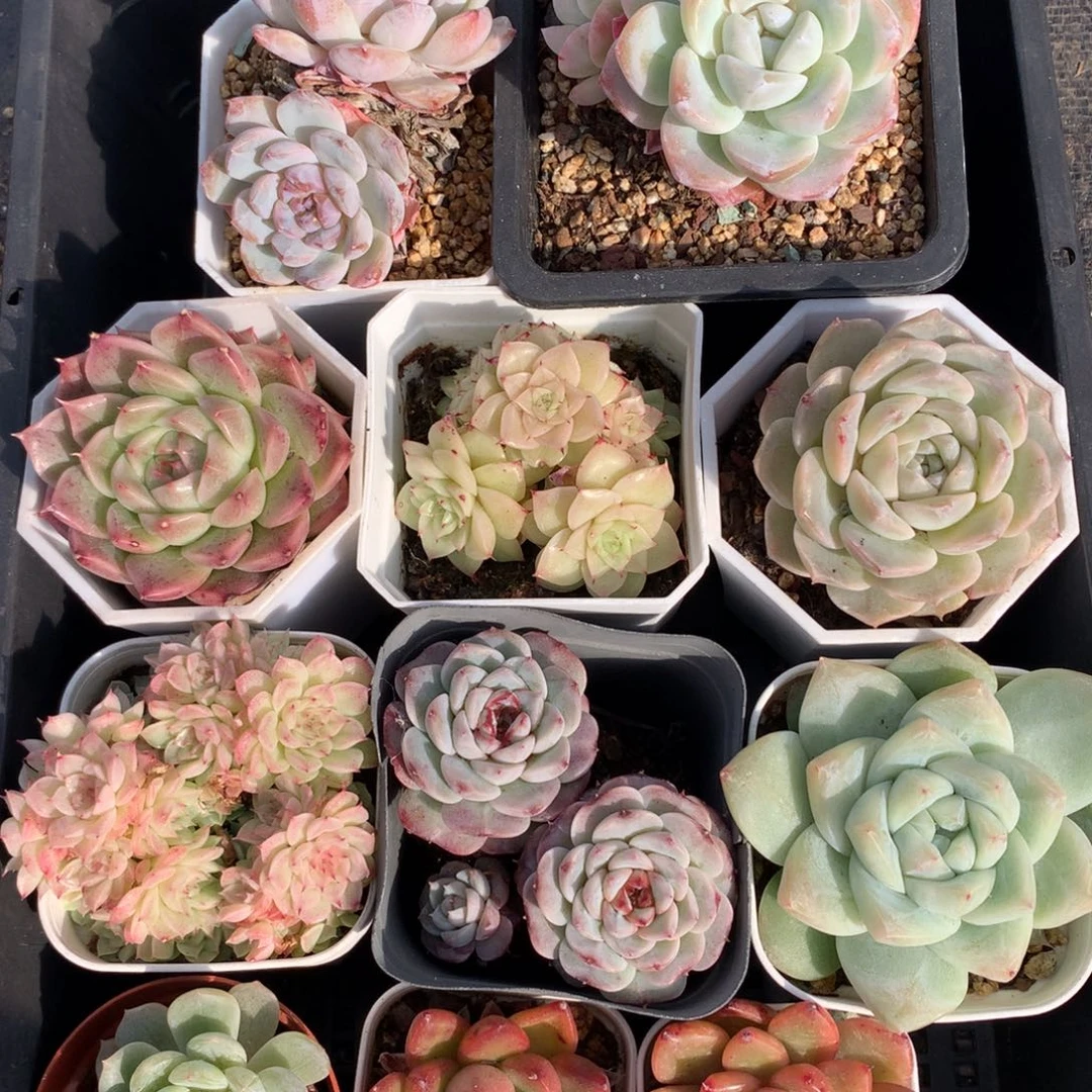 1211-29 套餐一组