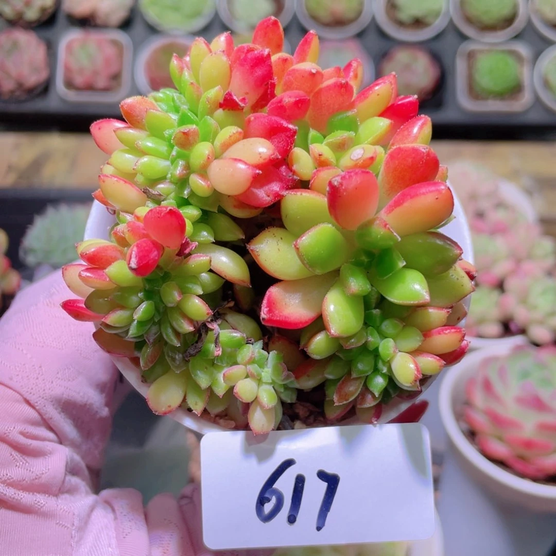 花利美14-617红唇缀化