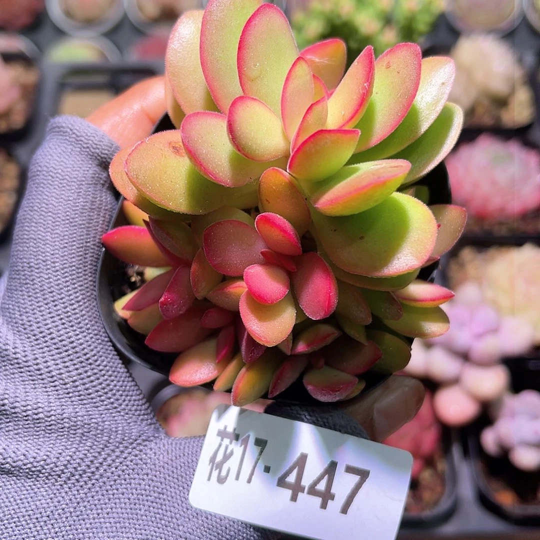 花17-447糖果锦群