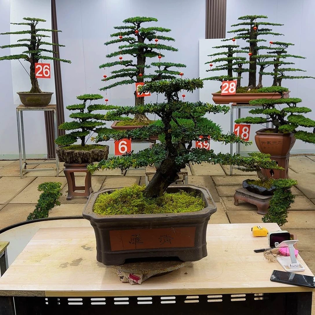 盆景直播间一物一拍