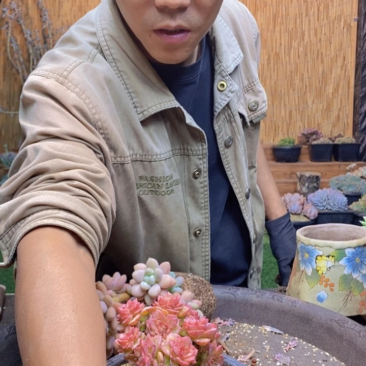 肖****203号蜡牡丹多肉植物