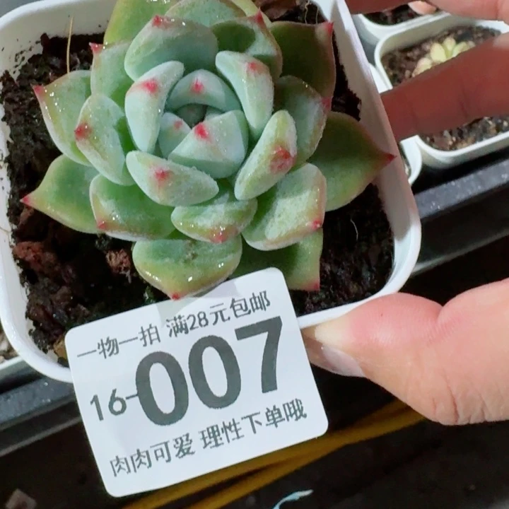 白拉糖无盆土发货多肉多