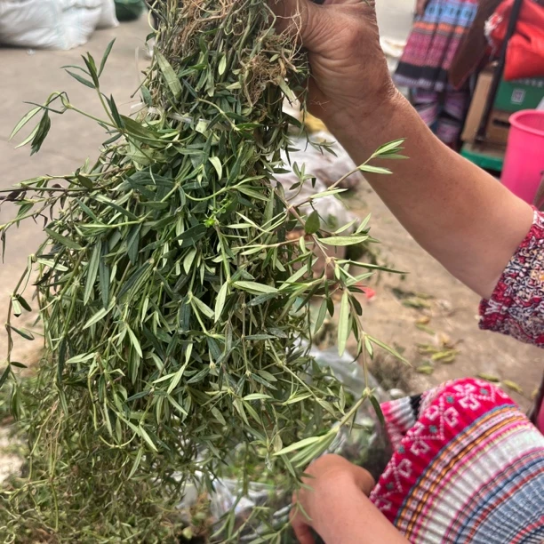 新鲜-白花舌草   云南赶集收山货