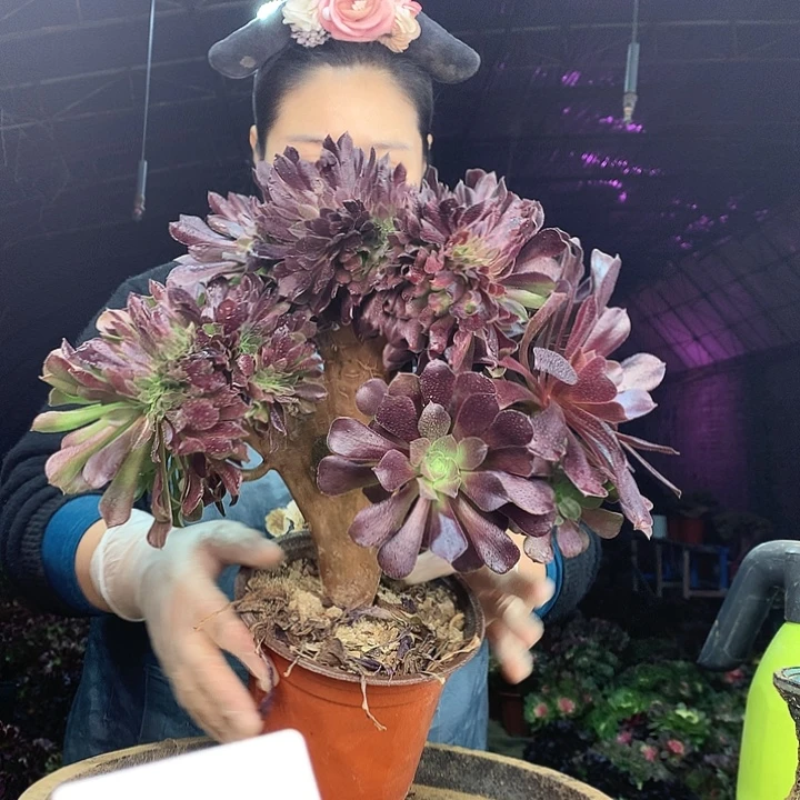 柒柒精品多肉脱土发货不包断侧枝S572