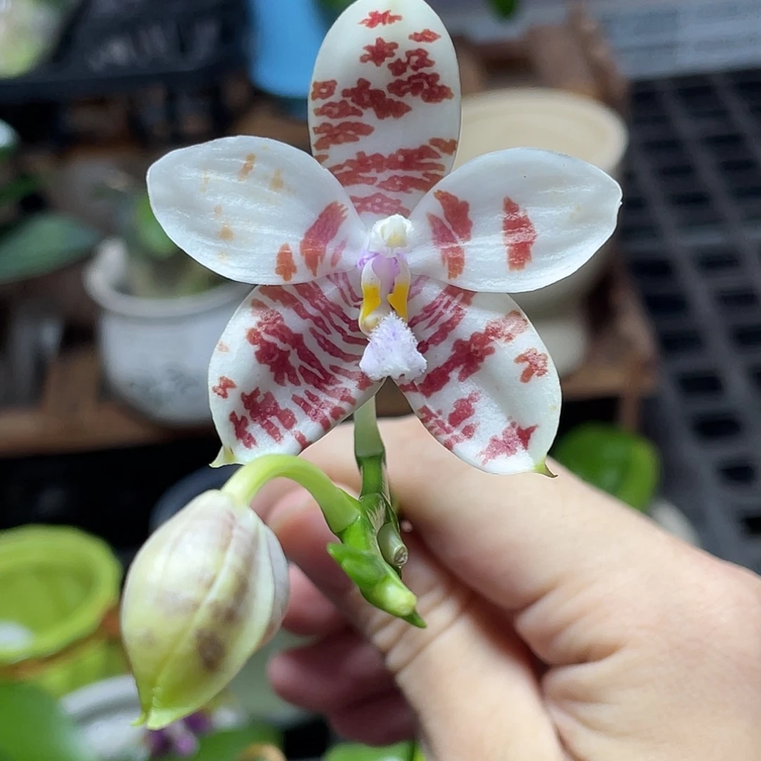 完全开放103叶瑕花期不保