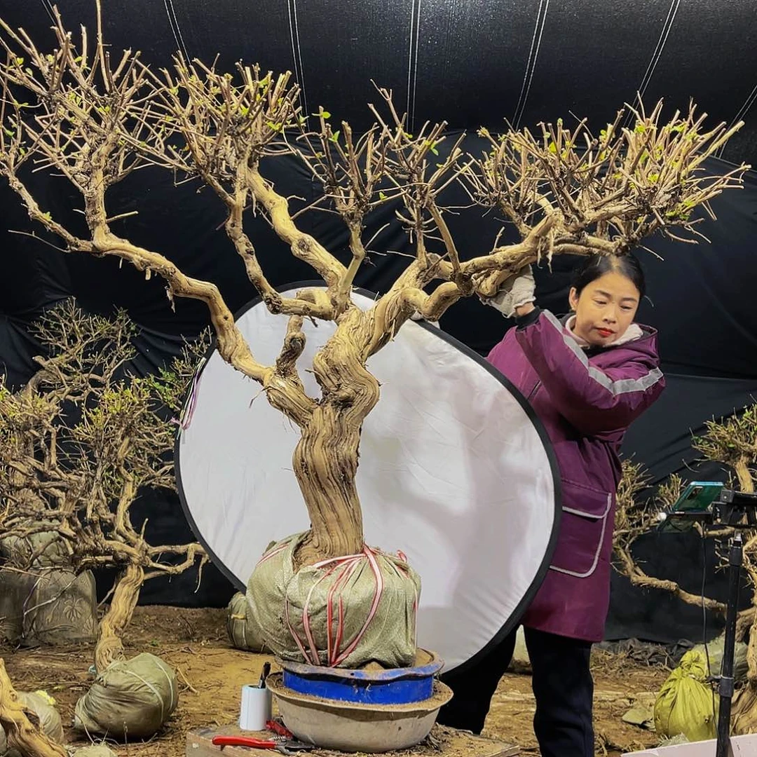 金银花的故事是一个人的