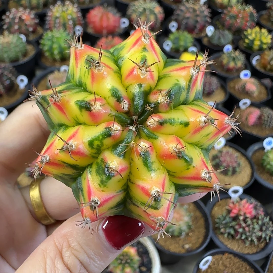 米哈锦侧芽。福利价
