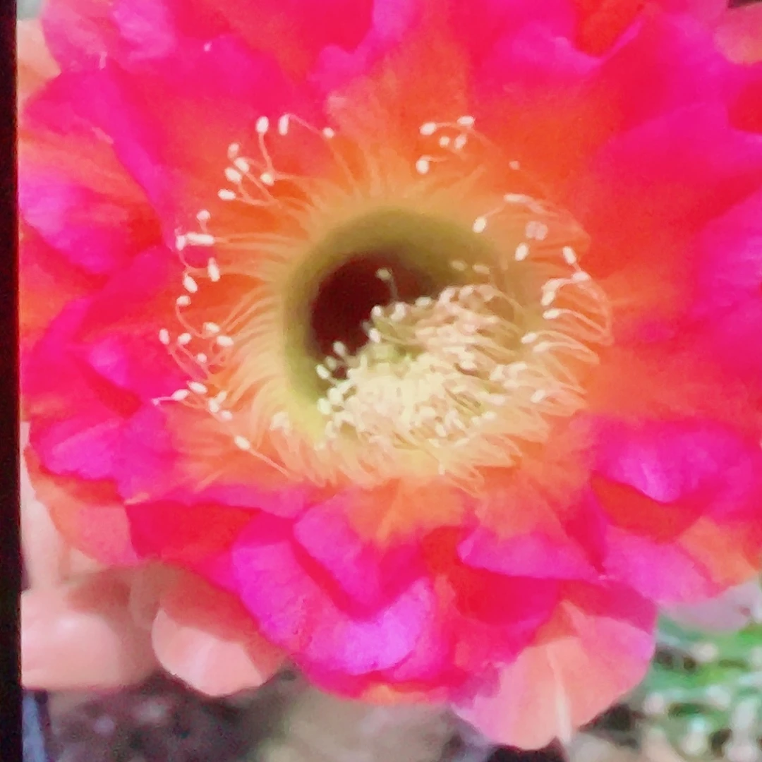 彩草 爱乙 侧芽厘米 满20包邮