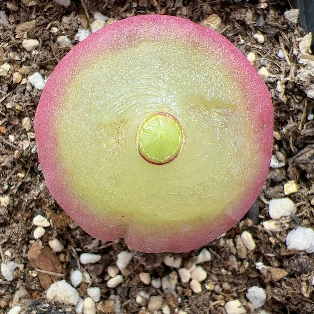 【闪购商品】55 福利大灯泡3.5cm