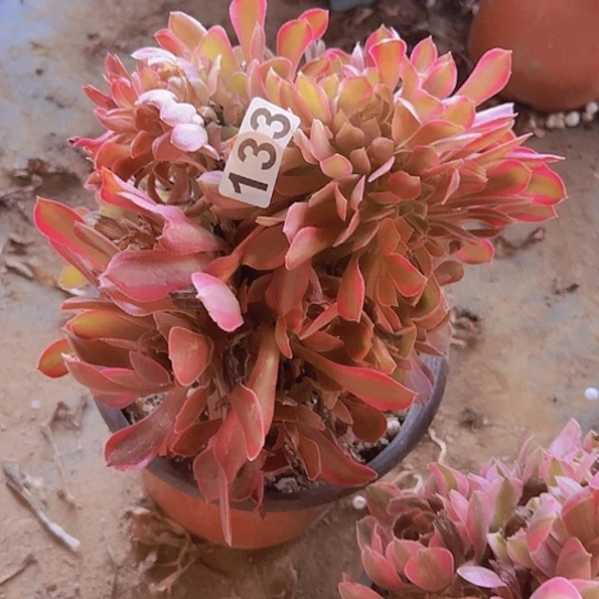 鑫***雨一颗多肉法师植物