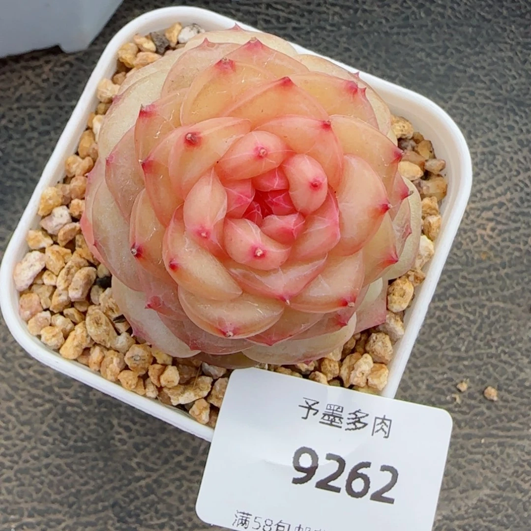 萤火虫，9262多肉植物