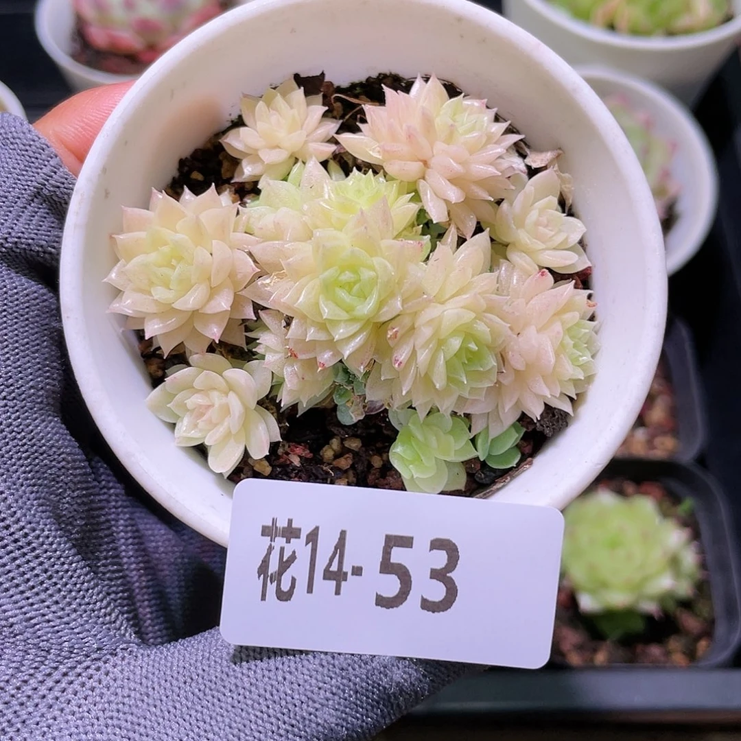 花利美14-53麦秆群生