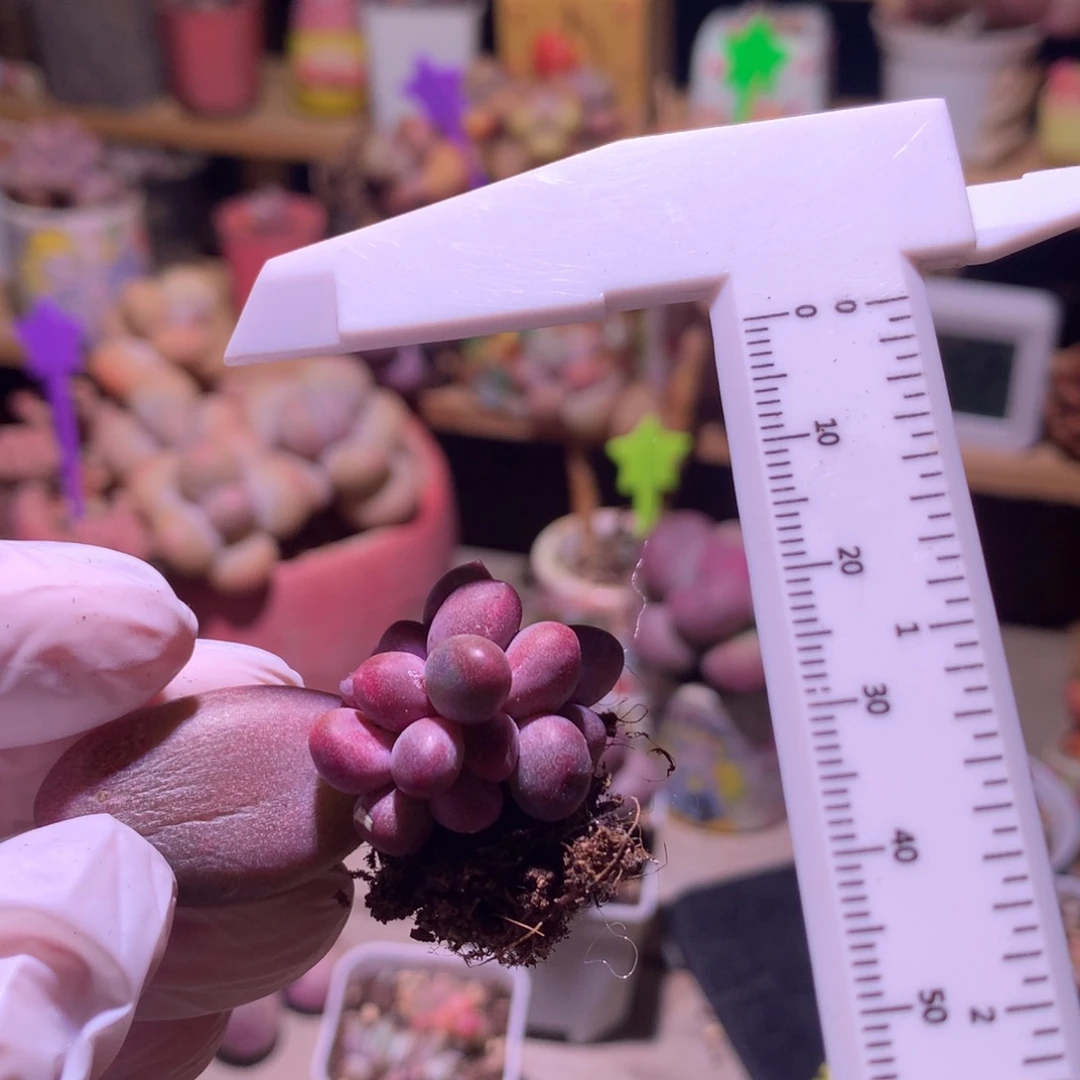 糖果奶酪多肉奶酪球