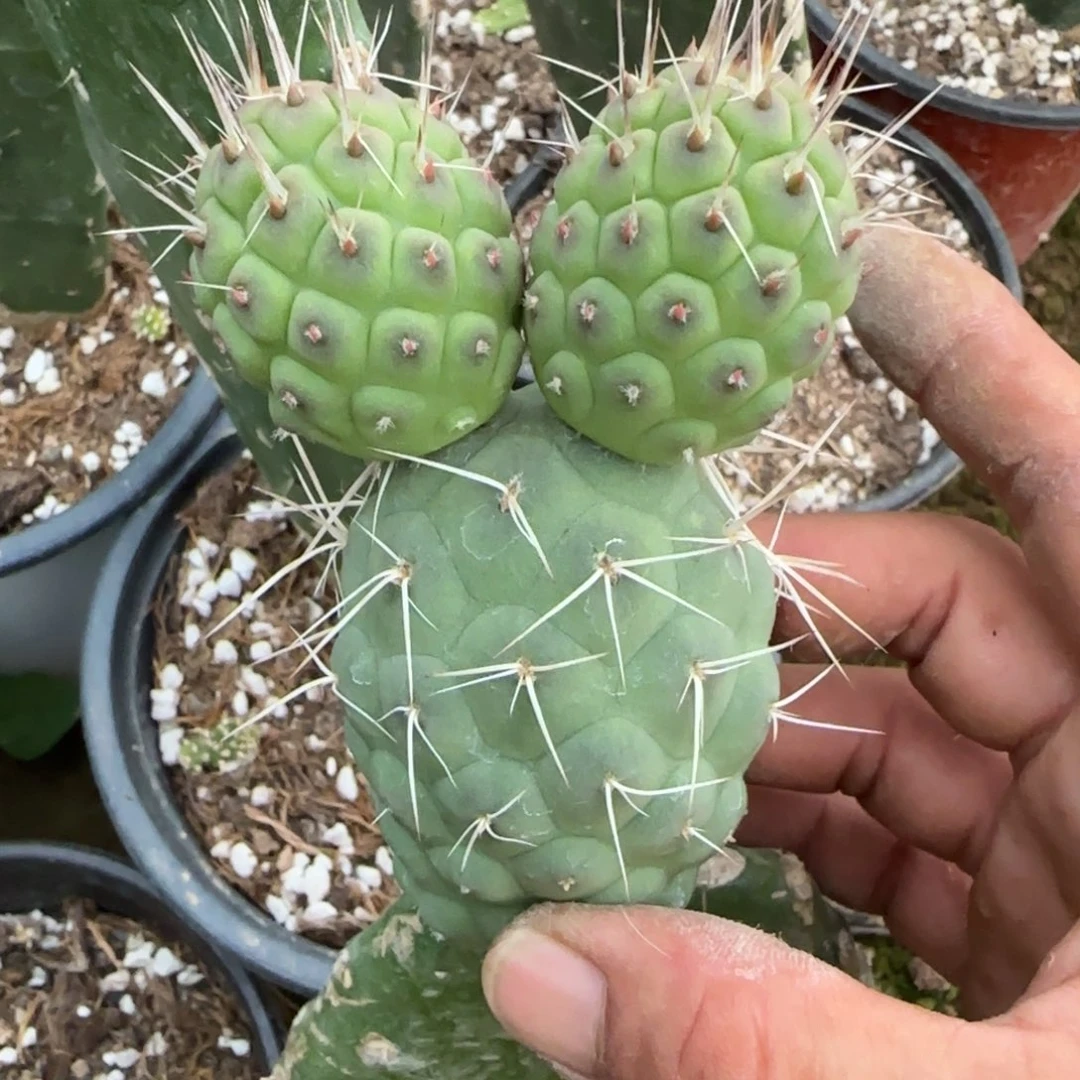 【闪购商品】无花朵巨型金刺小苗米奇