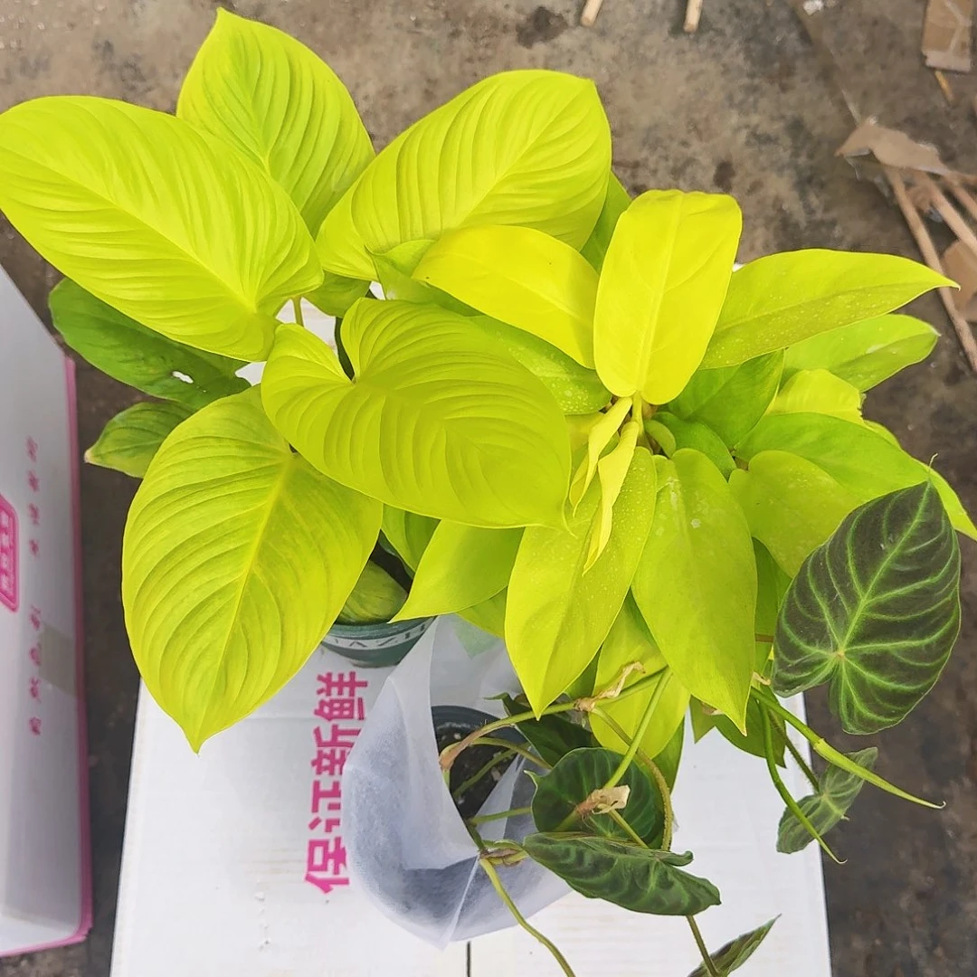 完全开放金厨  金芙蓉  南美荧光三颗