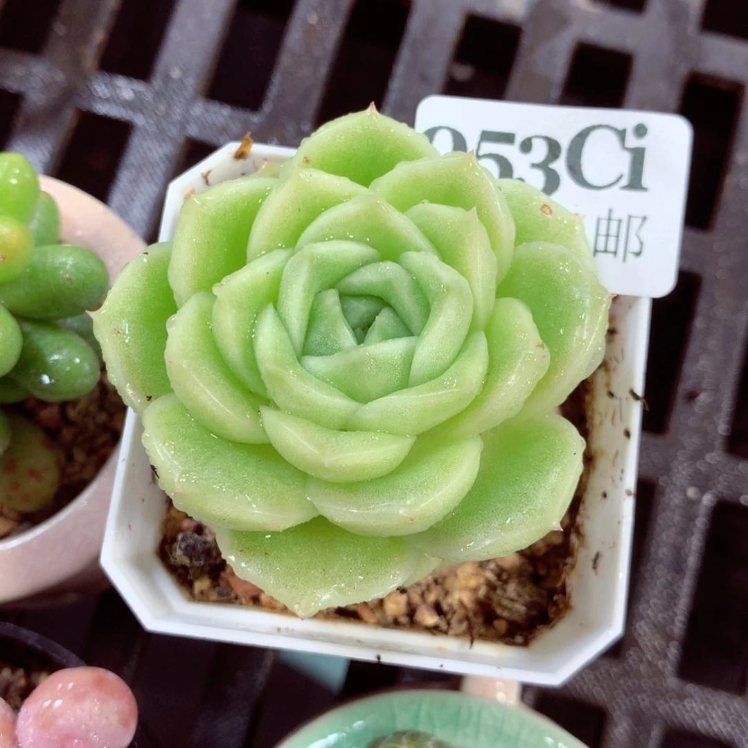 5厘米盆精控多肉053