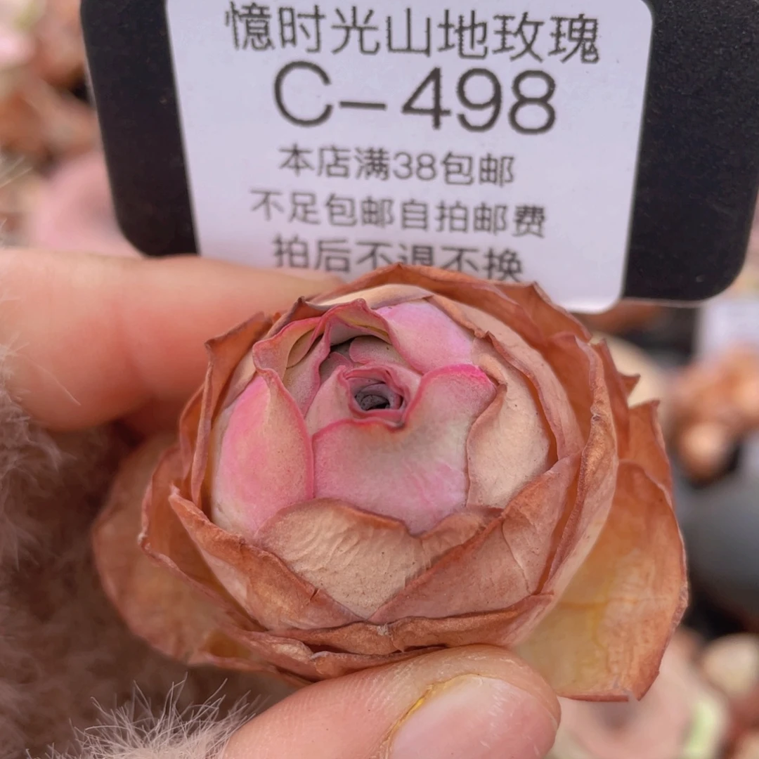 山地玫瑰C498裸根发货断枝不包损不售后