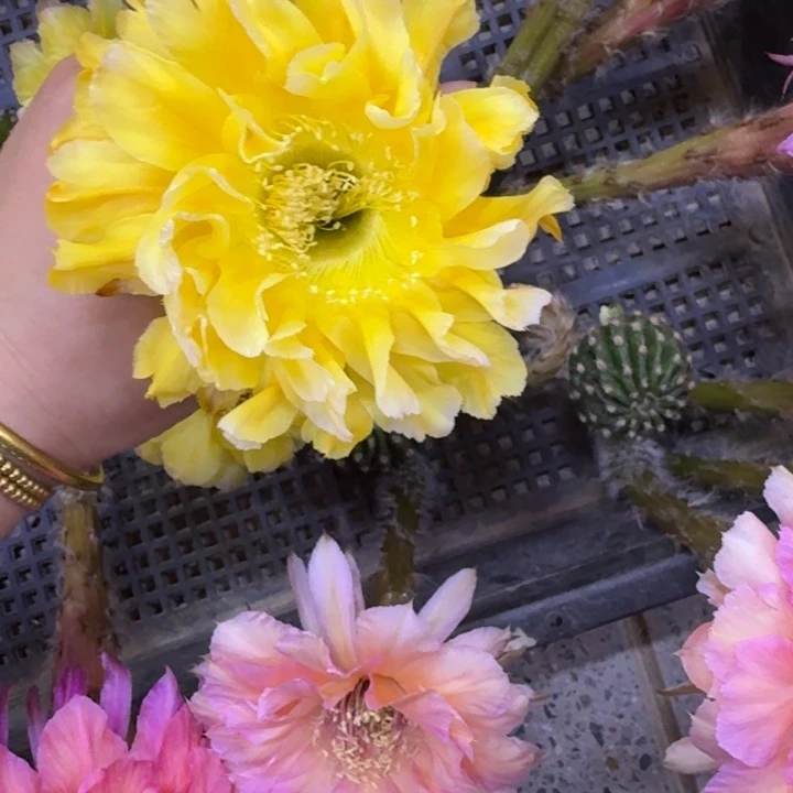 274彩草A271歪无根侧牙4公分左右，20包邮