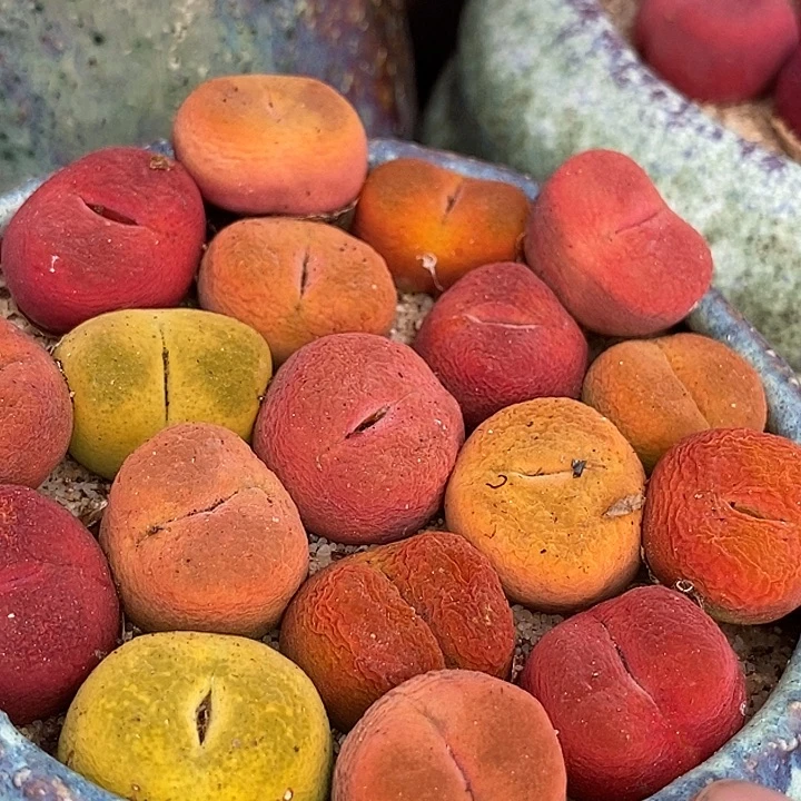 彩色桃子一颗   1.5厘米以上