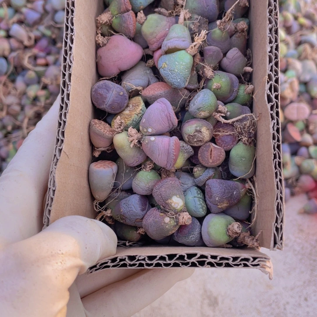 一箱脱土单头88888888888