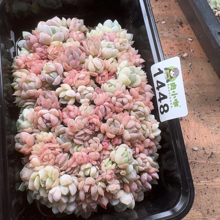 无花朵精**3多肉植物多肉植物