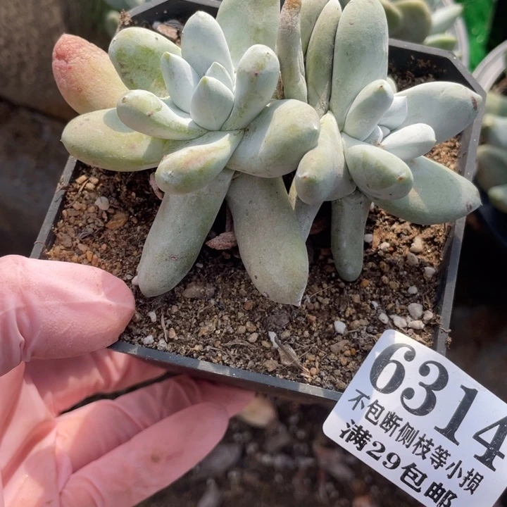 314号拇指多肉植物