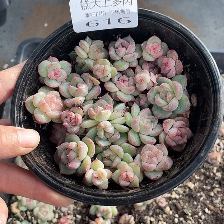 糕大上多肉植物616