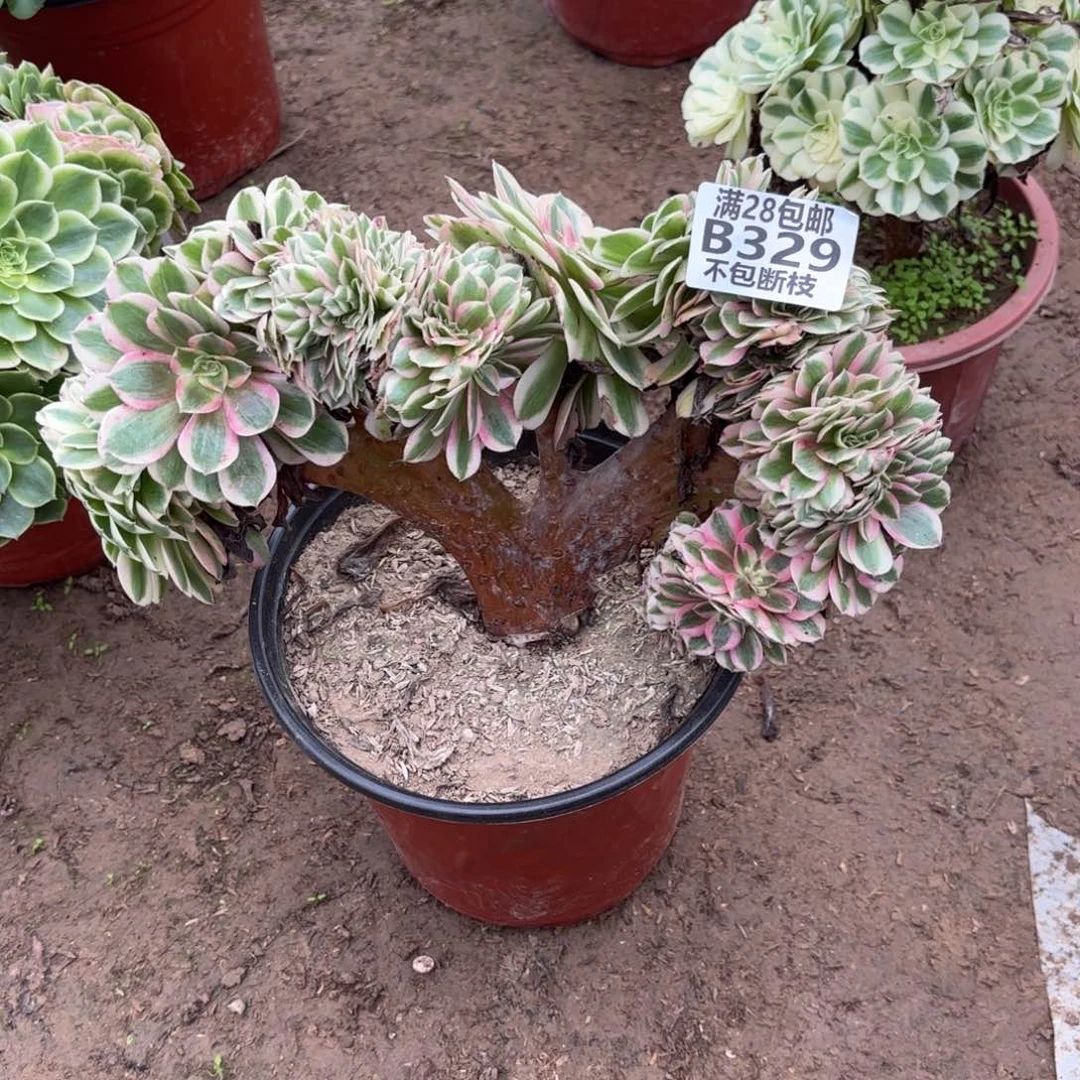 N. 329倾城缀有瑕疵多肉222