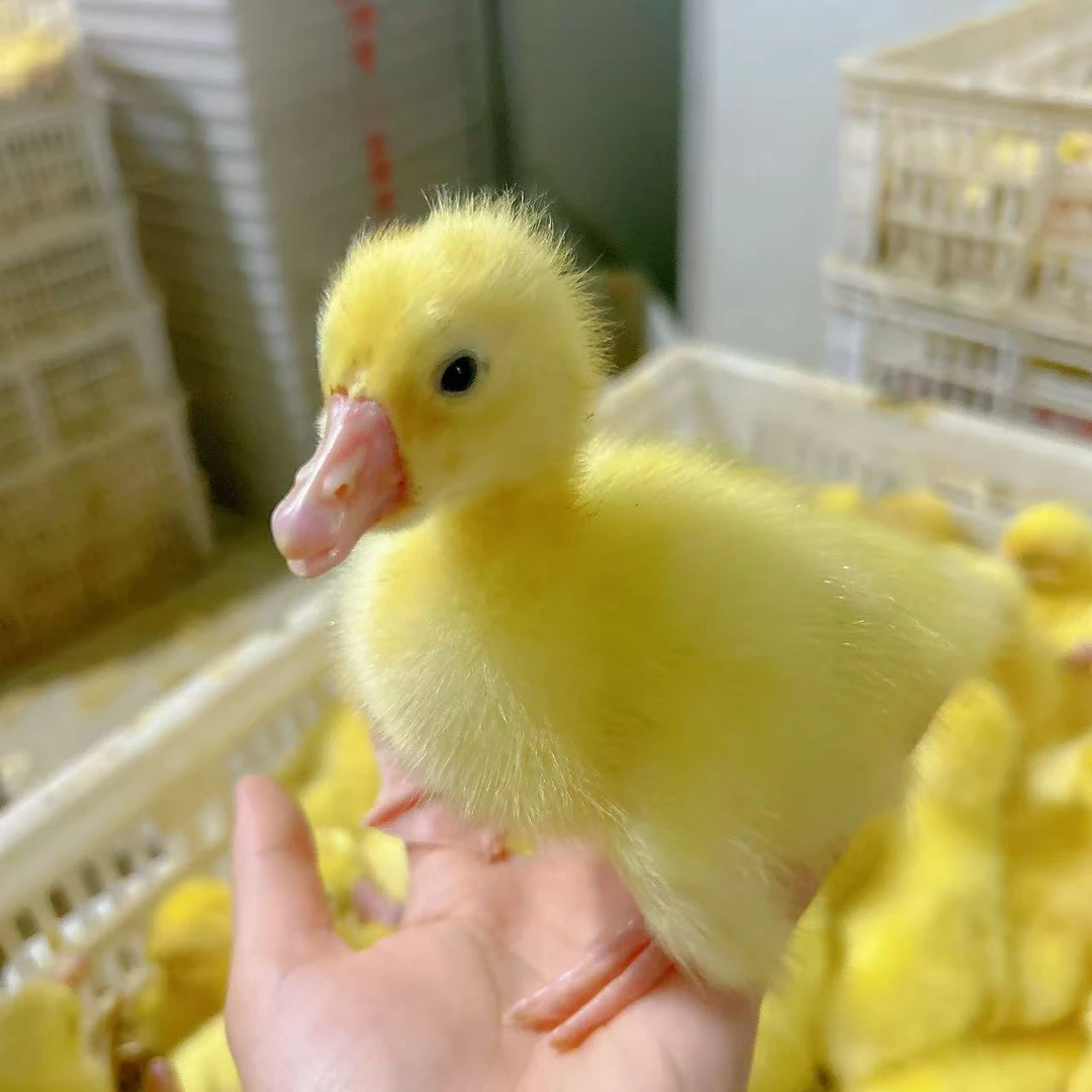 宠物大三花大白鸭鹅【大种三花】顺丰包邮保三天