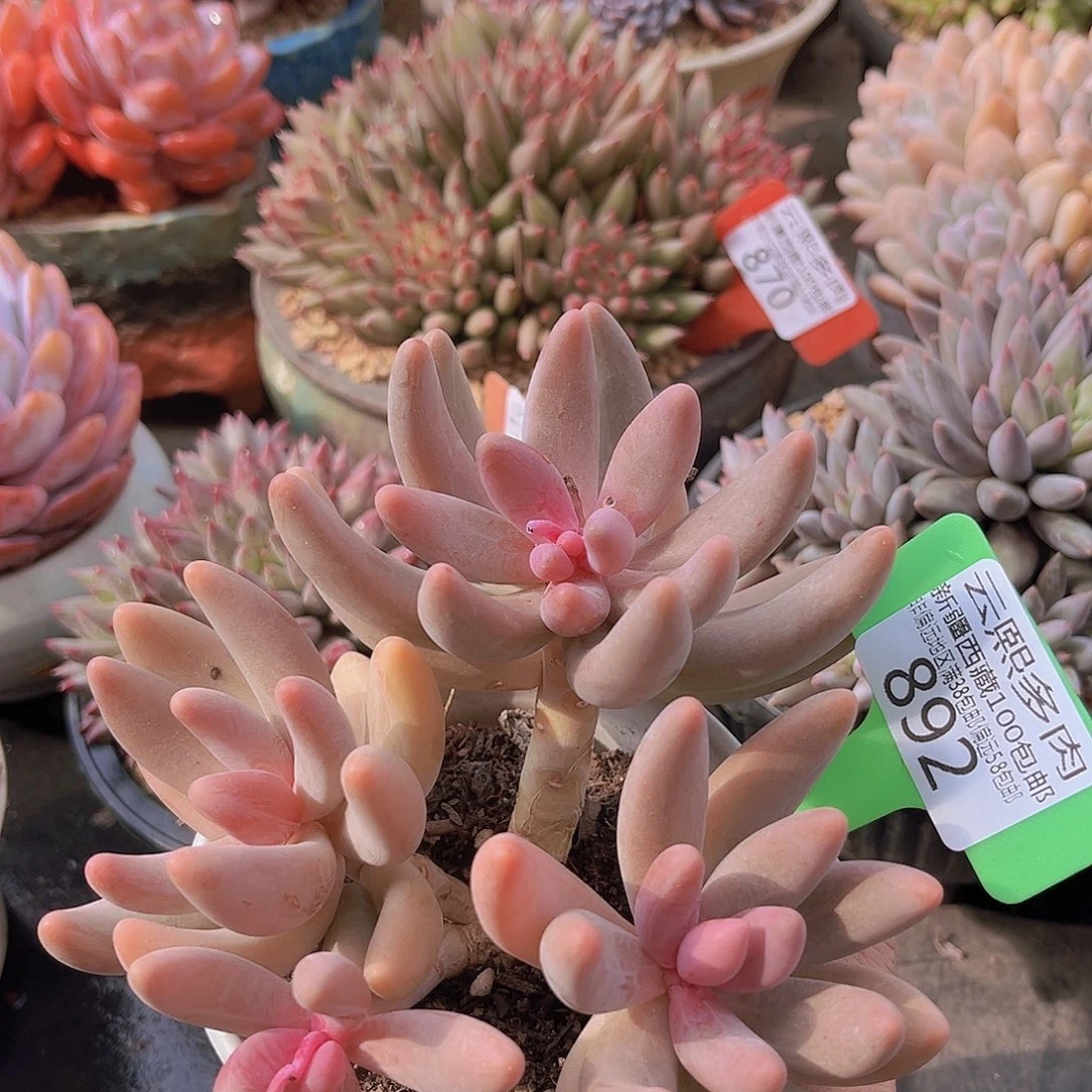 892红手指多肉植物