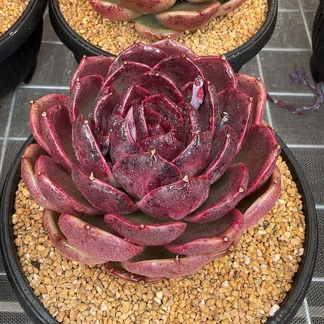 从前慢花园精选黑水晶玫瑰