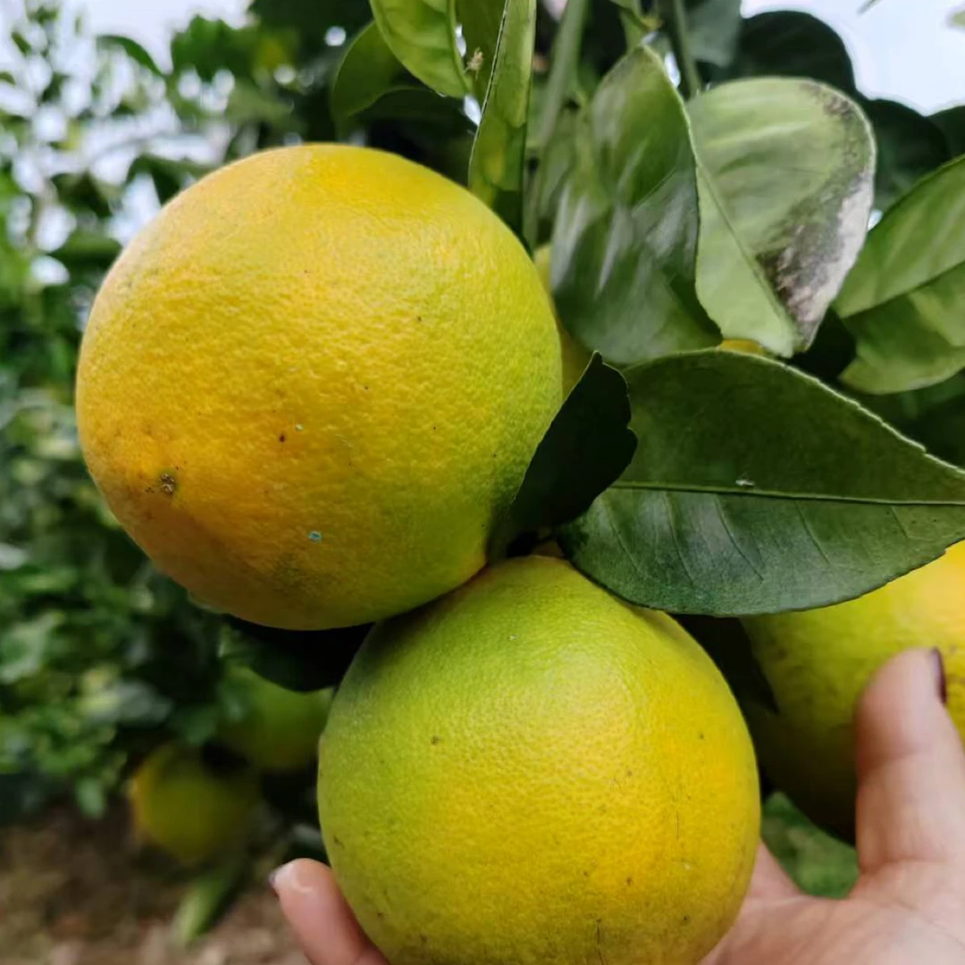 江西吉安脐橙（赣南早）纯甜口感 新鲜采摘果园直发