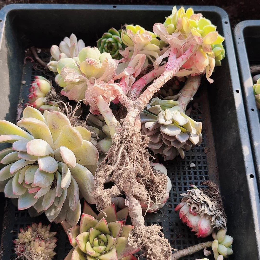 满20包邮零下拍保温箱72号筐无售后