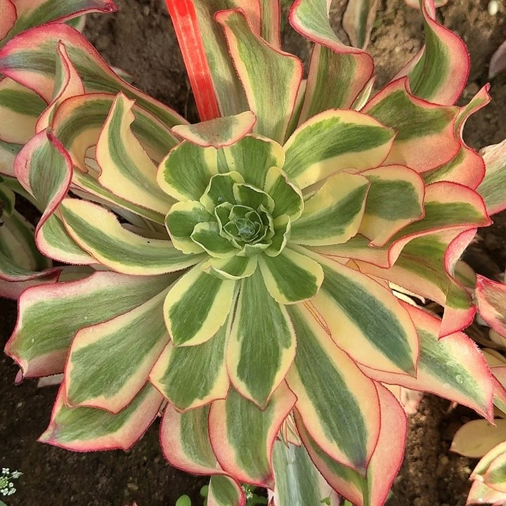 1-2022魅影多肉法师