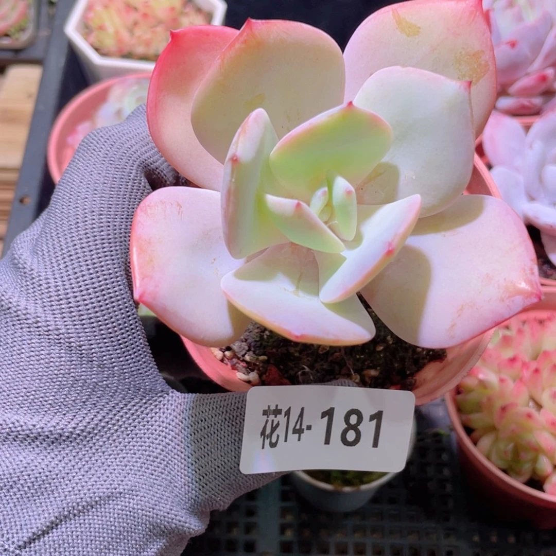 花利美14-181白凤